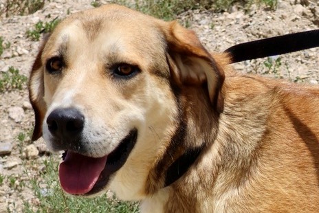 Pancho