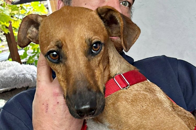 Miki, 76855 Annweiler