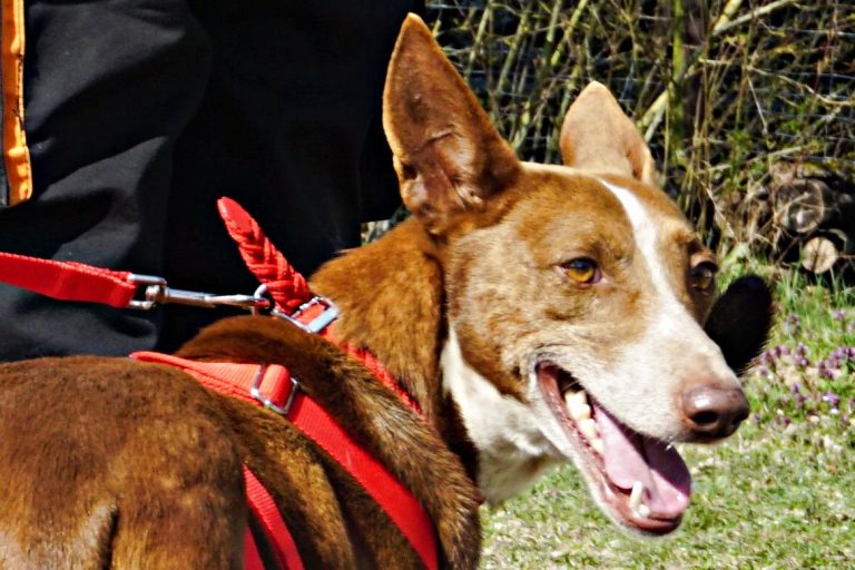 Roqui, 66806 Ensdorf