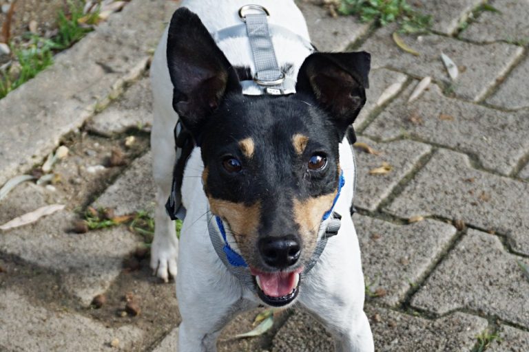 Athena, 63454 Hanau