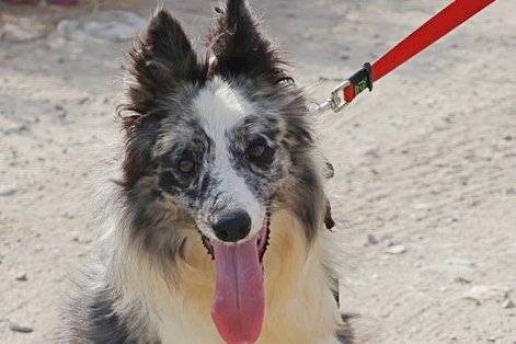 Daisy -reserviert-