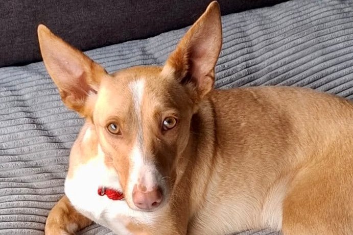 Goofy, 67269 Grünstadt