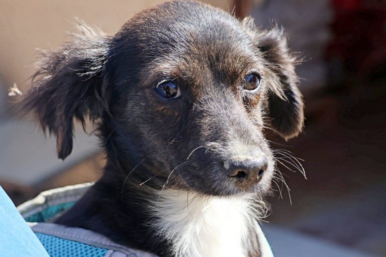 Lulu