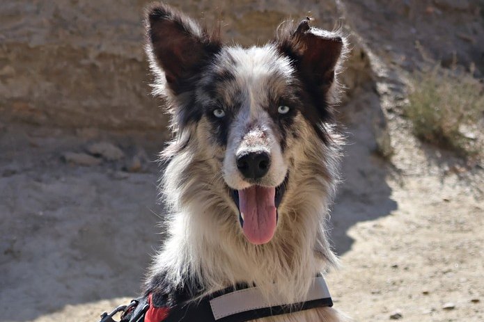 Max