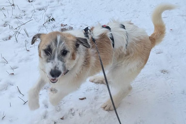 Gala, 68519 Viernheim