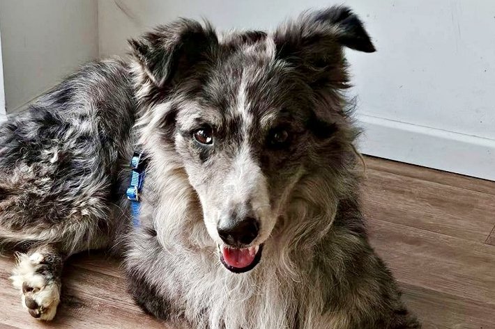 Duque, 47809 Krefeld