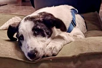 Cookie, 68542 Heddesheim