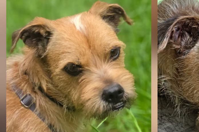 Alfie, 57482 Wenden