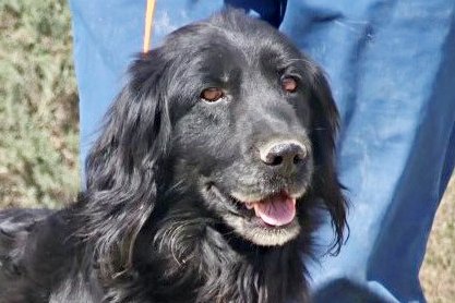 Jet