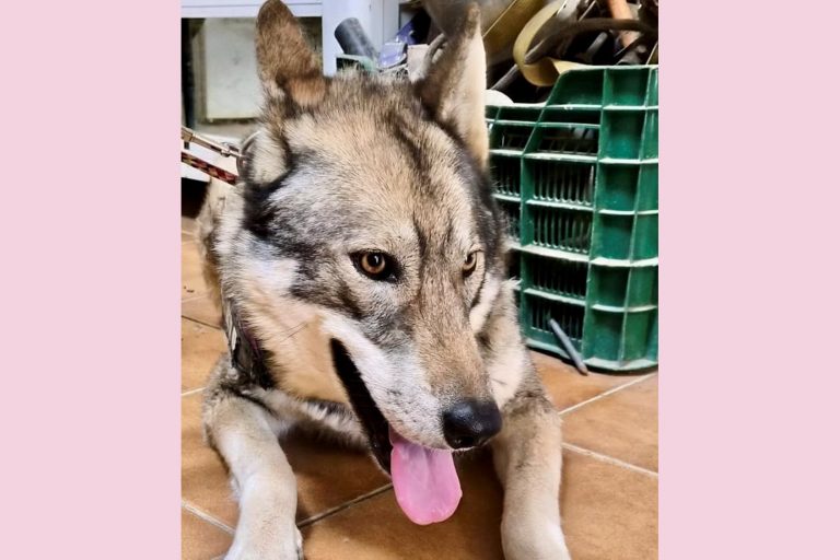 Loba