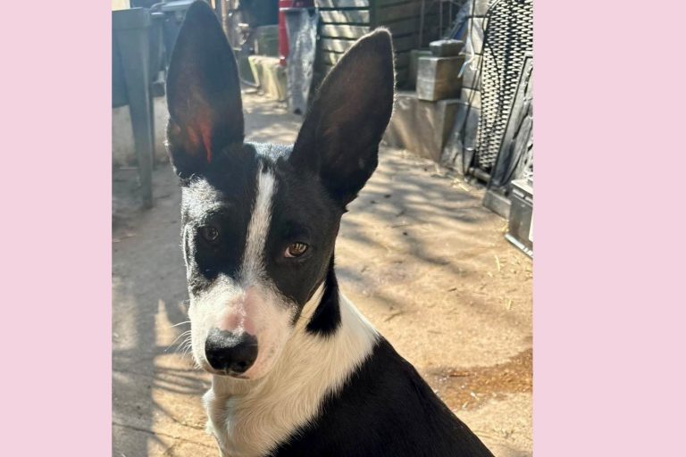 Marlo,76855 Annweiler