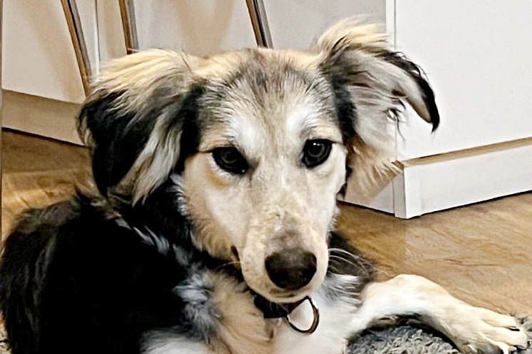 Cooper, 21259 Otter