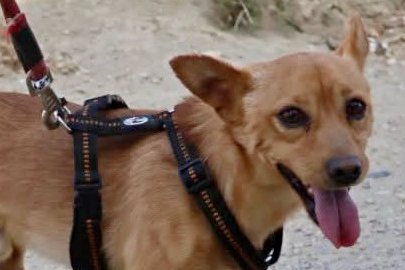 Canelo