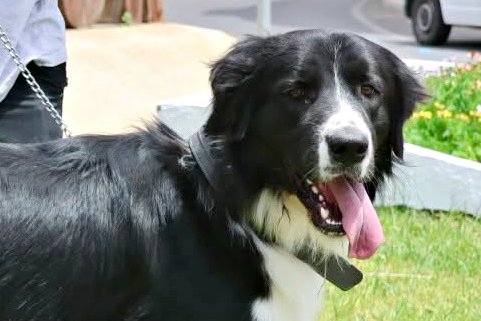 Oso