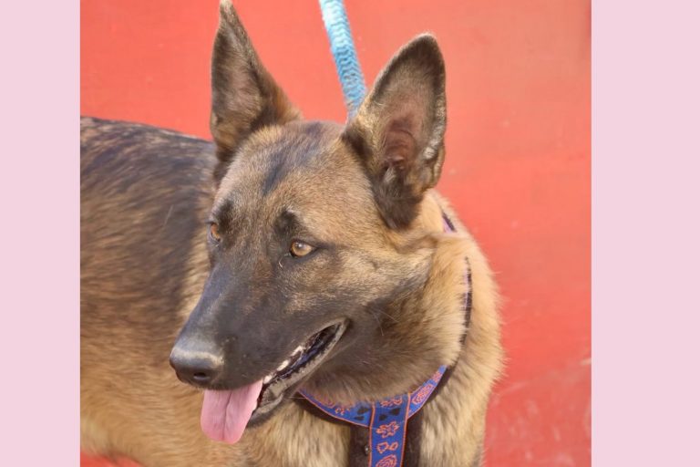 Xaviera