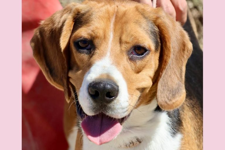Charlie (Tico)-reserviert-