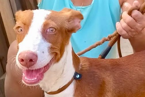 Amigo
