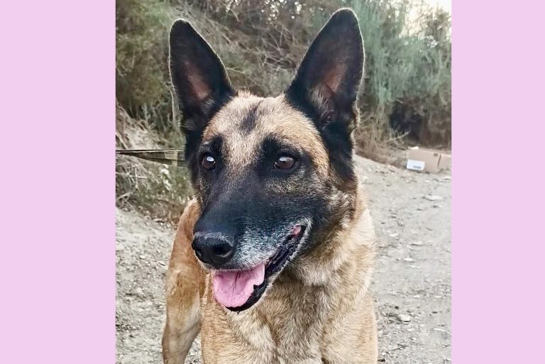 Ziva